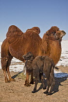 Bactrian Camel (Camelus bactrianus) mother with three day old calf tethered near camp, Khongor Sand Dunes, Gobi Desert, Mongolia