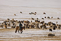 Domestic Sheep (Ovis aries) and Domestic Goat (Capra hircus) with shepherd out to pick up newborns and keep them warm in ger, northern Mongolia