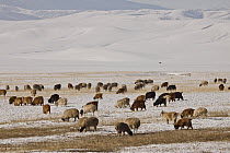 Domestic Sheep (Ovis aries) and Domestic Goat (Capra hircus) group grazing in winter, Gobi Desert, Mongolia