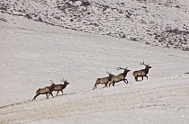Red Deer (Cervus elaphus) bulls running up hill in winter, Hustai National Park, Mongolia