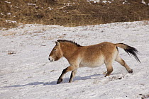 Przewalski's Horse (Equus ferus przewalskii) running in winter, Hustai National Park, Mongolia
