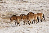 Przewalski's Horse (Equus ferus przewalskii) group in winter, Hustai National Park, Mongolia