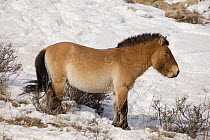 Przewalski's Horse (Equus ferus przewalskii) in winter, Hustai National Park, Mongolia
