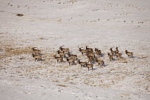 Red Deer (Cervus elaphus) bulls in winter, Hustai National Park, Mongolia