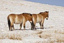 Przewalski's Horse (Equus ferus przewalskii) pair in winter, Hustai National Park, Mongolia
