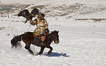 Golden Eagle (Aquila chrysaetos) used for hunting, with Kazak handler competing at winter festival, Mongolia