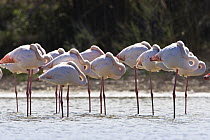 Greater Flamingo (Phoenicopterus ruber) group sleeping, Camargue, France