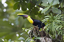 Black-mandibled Toucan (Ramphastos ambiguus), Costa Rica