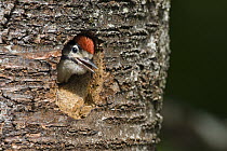 Great Spotted Woodpecker (Dendrocopos major) chick in nesthole, Upper Bavaria, Germany