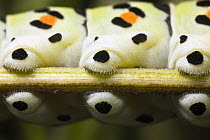 Oldworld Swallowtail (Papilio machaon) caterpillar legs, Upper Bavaria, Germany