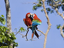 Red and Green Macaw (Ara chloroptera) pair courting, Tambopata National Reserve, Peru