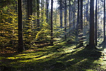 Mixed forest in early fall, Upper Bavaria, Germany