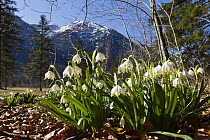 Spring Snowflake (Leucojum vernum) flowers, Bavaria, Germany