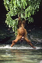 Sumatran Orangutan (Pongo abelii) splashing water while hanging from branch, Bohorok River, Gunung Leuser National Park, Sumatra