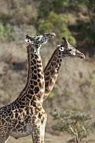 Masai Giraffe (Giraffa tippelskirchi) males fighting, Arusha National Park, Tanzania