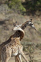 Masai Giraffe (Giraffa tippelskirchi) males fighting, Arusha National Park, Tanzania