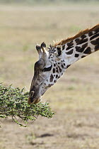 Masai Giraffe (Giraffa tippelskirchi) browsing on Acacia (Acacia sp), Arusha National Park, Tanzania