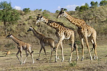 Masai Giraffe (Giraffa tippelskirchi) females and calves, Arusha National Park, Tanzania