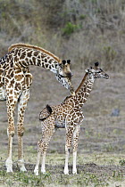 Masai Giraffe (Giraffa tippelskirchi) mother cleaning calf, Arusha National Park, Tanzania