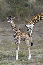 Masai Giraffe (Giraffa tippelskirchi) mother nuzzling calf, Arusha National Park, Tanzania