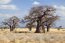 Baobab (Adansonia digitata) trees, Ruaha National Park, Tanzania