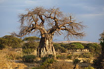 Baobab (Adansonia digitata) tree, Ruaha National Park, Tanzania