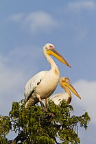 Great White Pelican (Pelecanus onocrotalus) pair in tree, Ruaha National Park, Tanzania