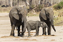 African Elephant (Loxodonta africana) juveniles and calf drinking from holes they have dug, Ruaha National Park, Tanzania