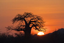 Baobab (Adansonia digitata) tree at sunset, Ruaha National Park, Tanzania