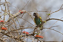 Meyer's Parrot (Poicephalus meyeri), Ruaha National Park, Tanzania