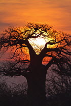 Baobab (Adansonia digitata) tree at sunset, Ruaha National Park, Tanzania