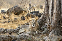 African Lion (Panthera leo) male, Ruaha National Park, Tanzania