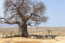 Zebra (Equus quagga) herd resting in shade of Baobab (Adansonia digitata) tree, Ruaha National Park, Tanzania