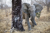 African Elephant (Loxodonta africana) sub-adult charging, Ruaha National Park, Tanzania