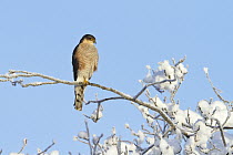 Eurasian Sparrowhawk (Accipiter nisus) male in winter, Upper Bavaria, Germany