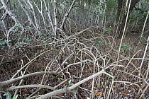 Black Mangrove (Avicennia germinans) aerial roots, Everglades National Park, Florida