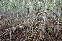 Black Mangrove (Avicennia germinans) forest, Everglades National Park, Florida