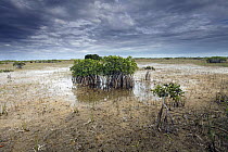 Black Mangrove (Avicennia germinans) stand in water, Everglades National Park, Florida
