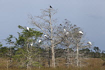 Wood Stork (Mycteria americana) group roosting in Dwarf Cypress (Taxodium sp), Everglades National Park, Florida