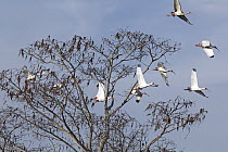 White Ibis (Eudocimus albus) group taking flight, Everglades National Park, Florida