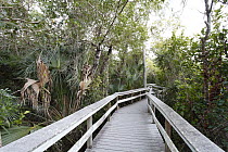 Boardwalk in swamp, Everglades National Park, Florida