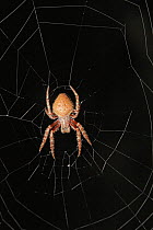 Orb-weaver Spider (Eriophora ravilla) female in web at night, Everglades National Park, Florida