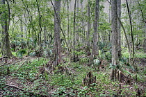 Bald Cypress (Taxodium distichum) trees in swamp, Highlands Hammock State Park, Florida