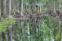 Bald Cypress (Taxodium distichum) trees in flooded swamp, Highlands Hammock State Park, Florida