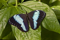 Morpho Butterfly (Morpho achilles), Tucson Botanical Gardens, Tucson, Arizona