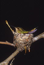 Allen's Hummingbird (Selasphorus sasin) female on nest, California