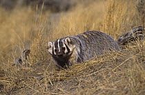 American Badger (Taxidea taxus), Montana