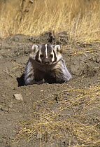 American Badger (Taxidea taxus) at den entrance, Montana