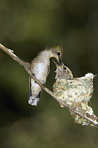 Black-chinned Hummingbird (Archilochus alexandri) parent feeding chick in nest, North America