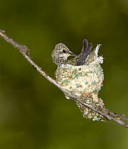 Black-chinned Hummingbird (Archilochus alexandri) preening in nest, North America